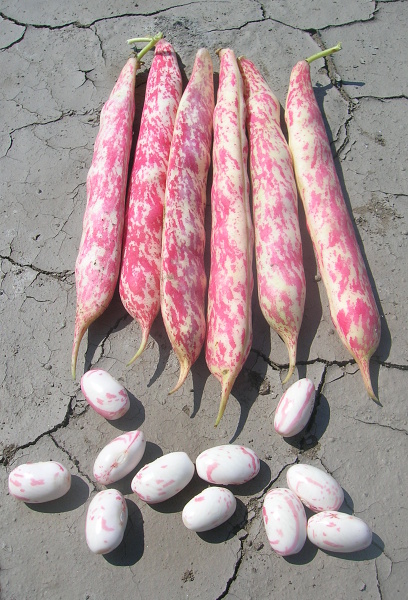 Fazuľa žltočervená Etna (Seminis)